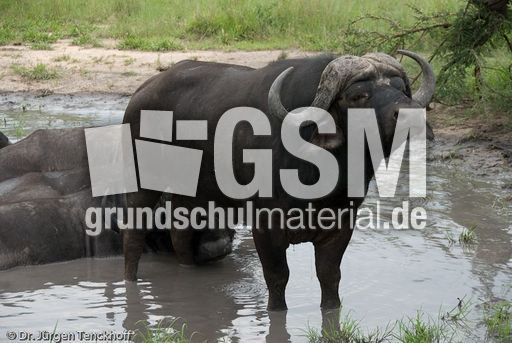 Afrikanischer Büffel (61 von 102).jpg